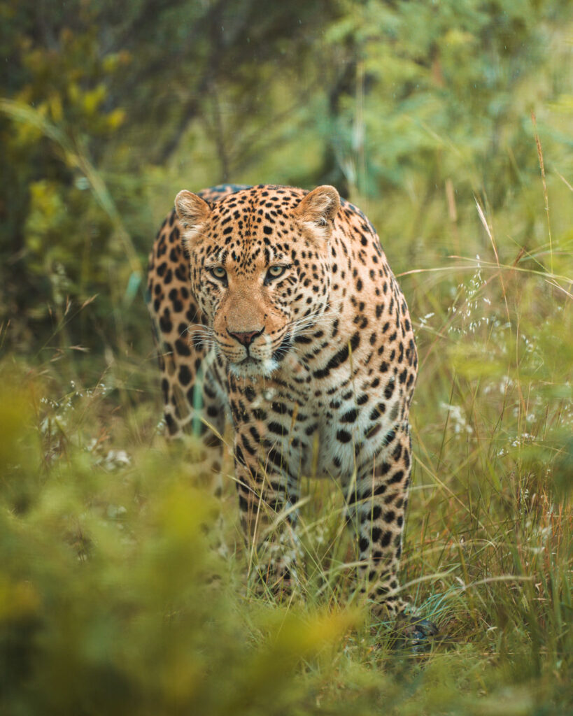 suedafrika-10-819×1024