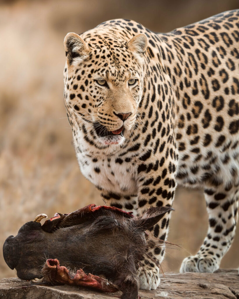 suedafrika-11-819×1024