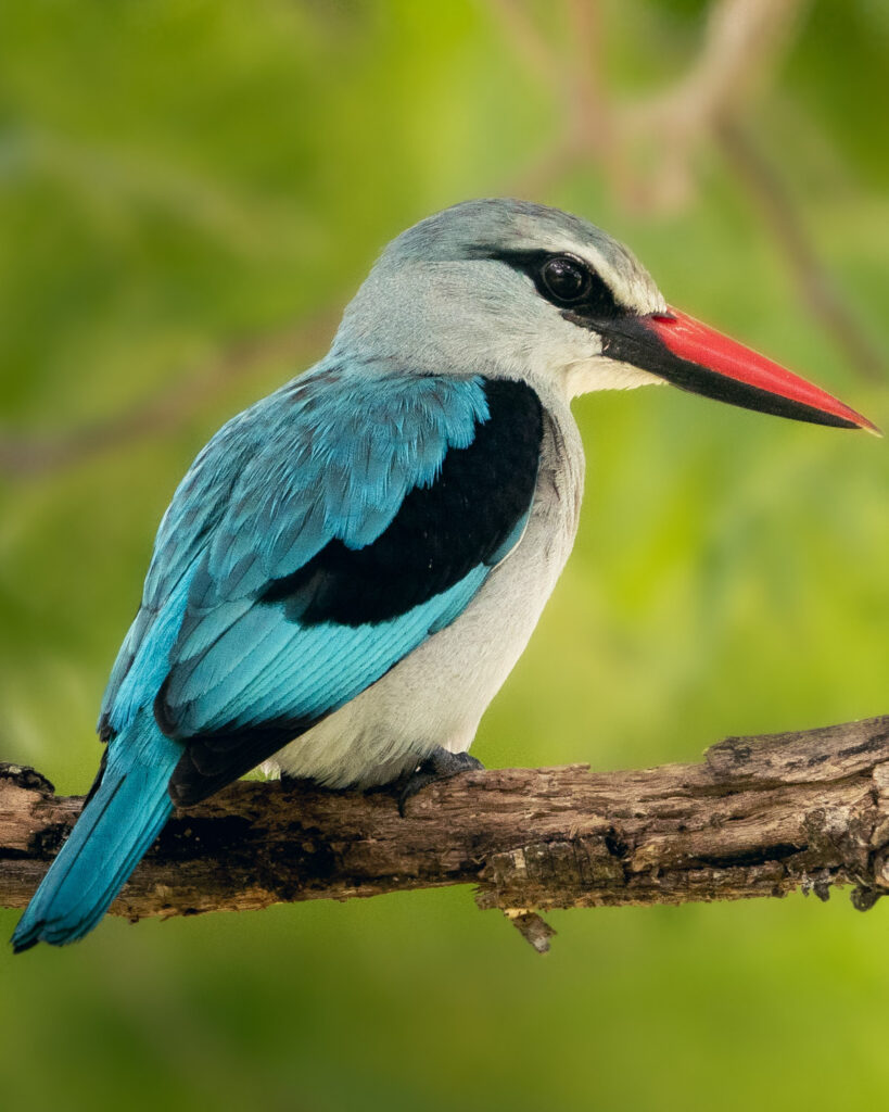 suedafrika-5-819×1024