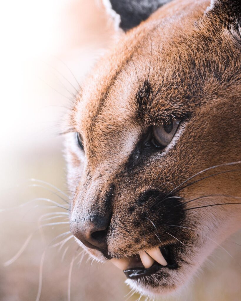 suedafrika-6-819×1024