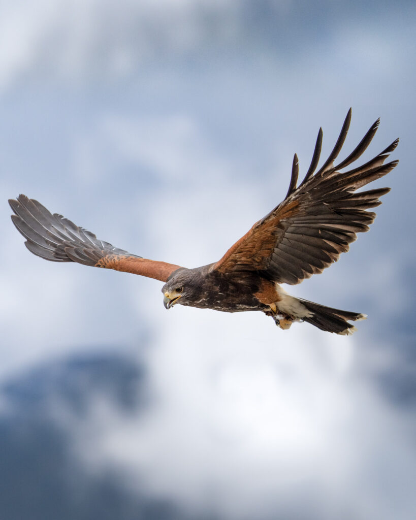 DSC09753-Bearbeitet-819×1024