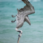 IMG_1752WWF-150×150