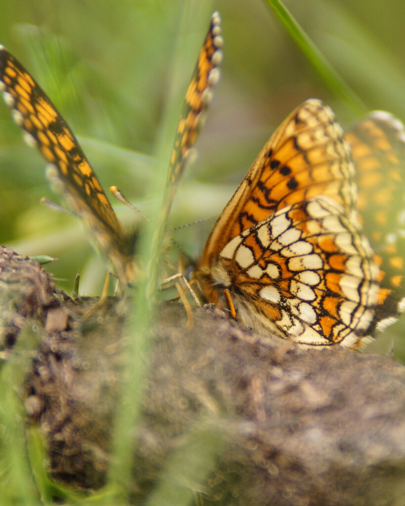alpine-ecosystem-1-819×1024