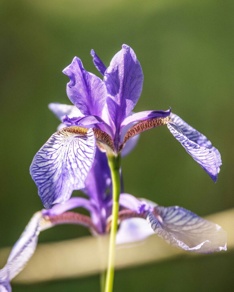 alpine-ecosystem-10-819×1024