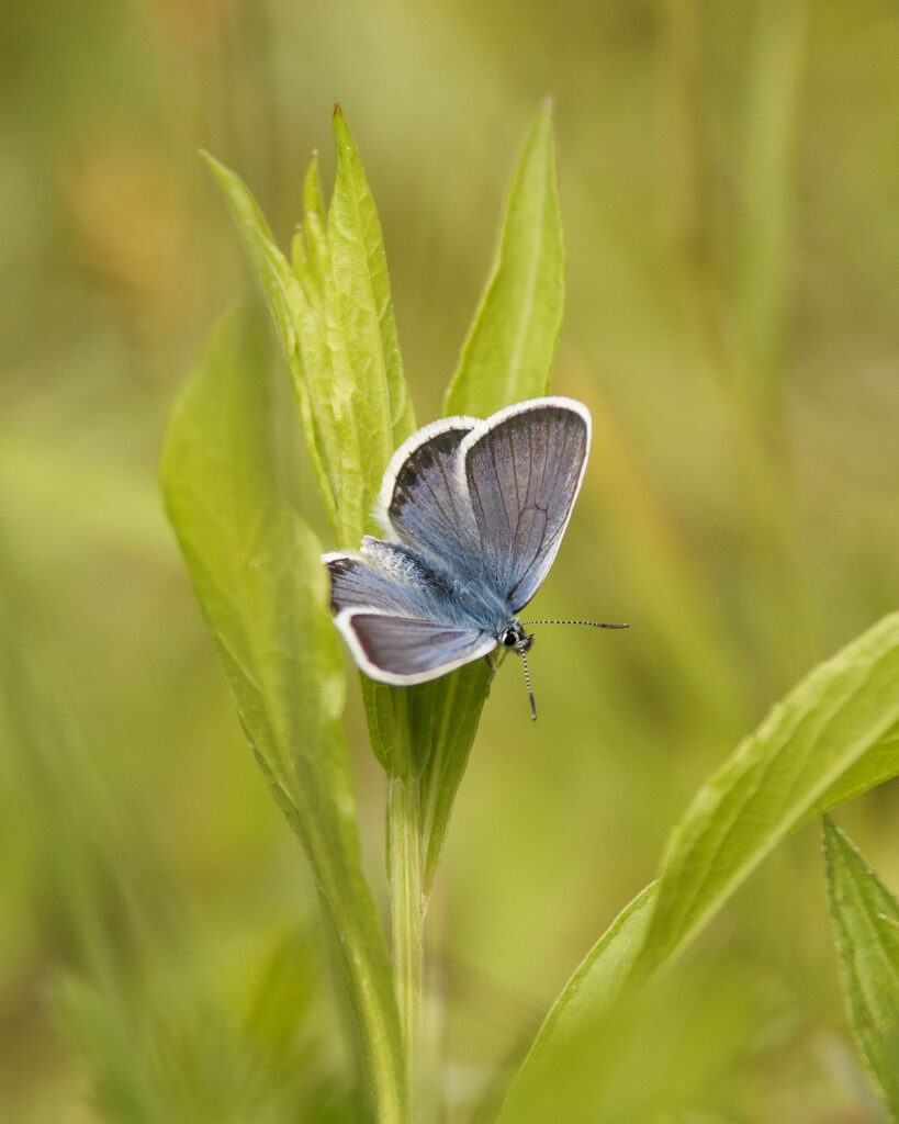 alpine-ecosystem-2-819×1024