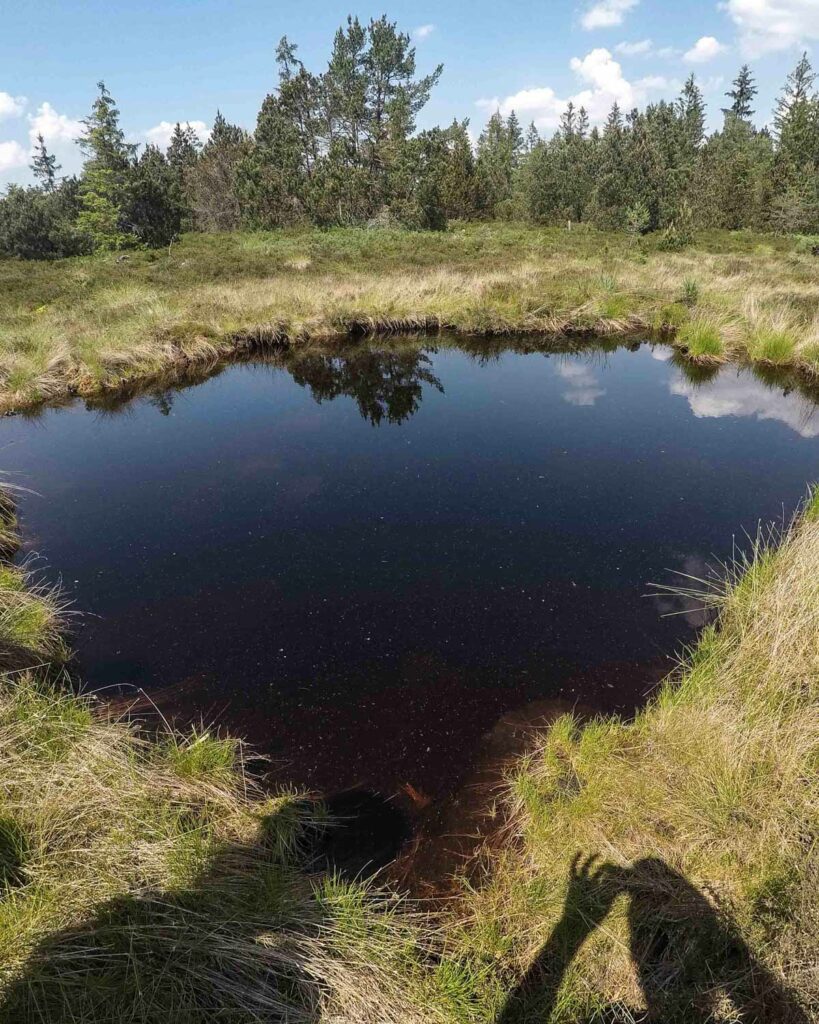 alpine-ecosystem-3-819×1024