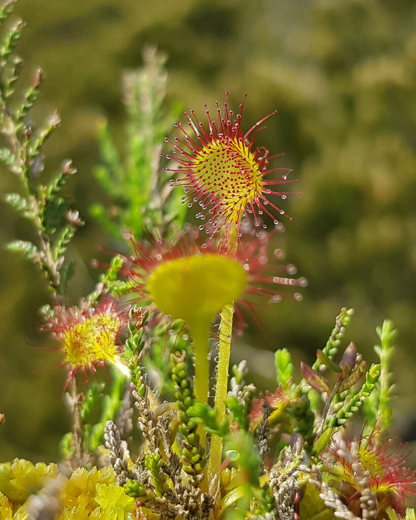 alpine-ecosystem-5-819×1024
