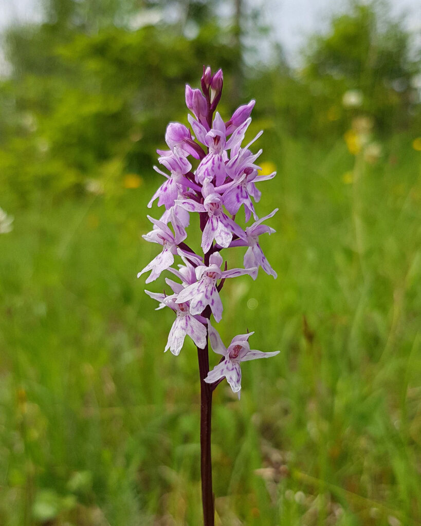 alpine-ecosystem-6-819×1024