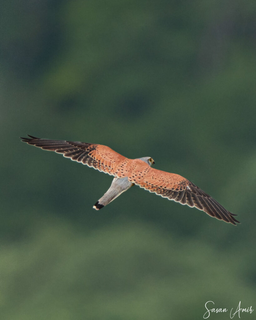 germany-10-819×1024