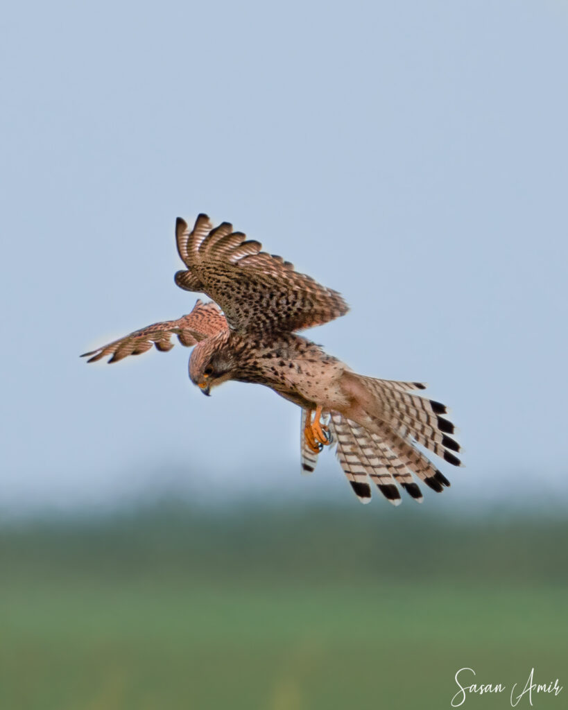 germany-11-819×1024