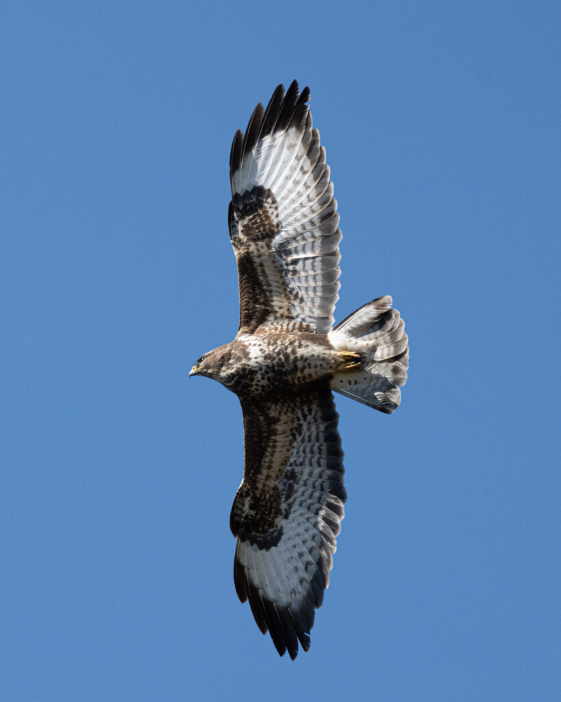 germany-14-819×1024