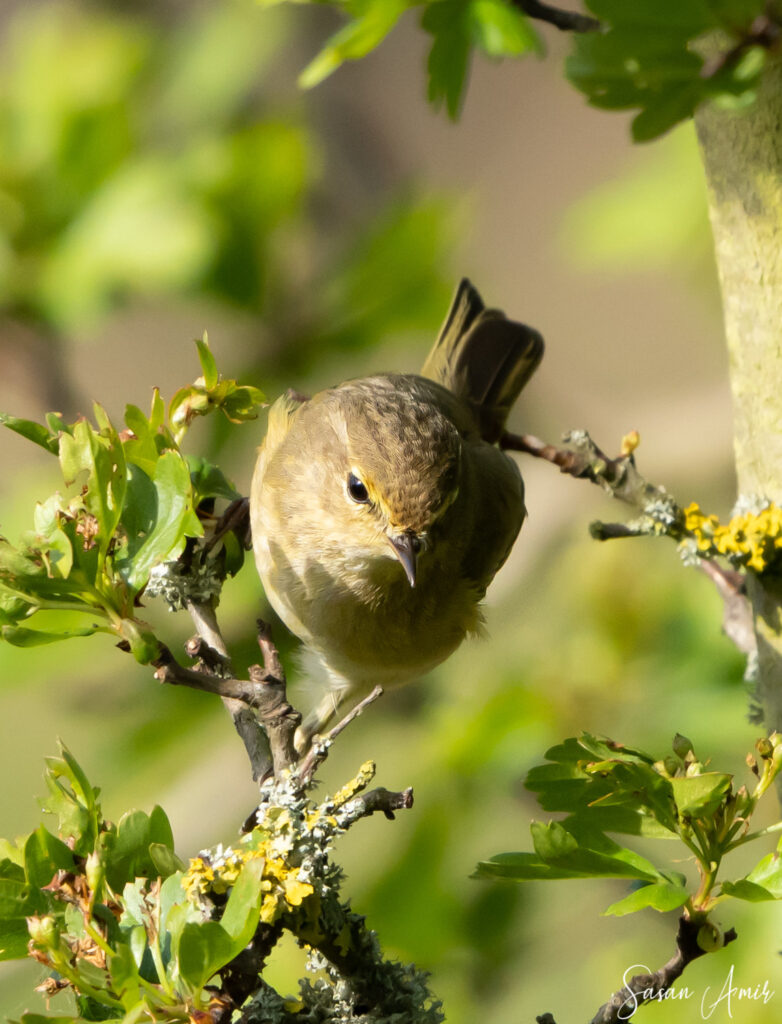 germany-15-782×1024