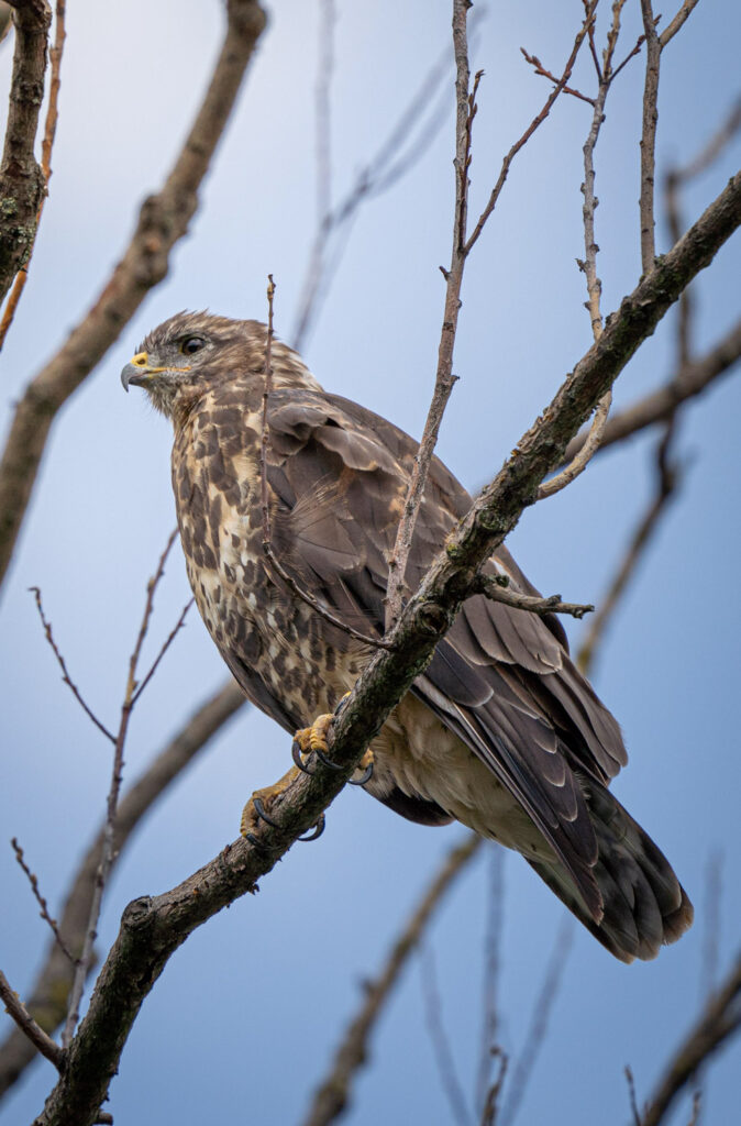 germany-16-674×1024