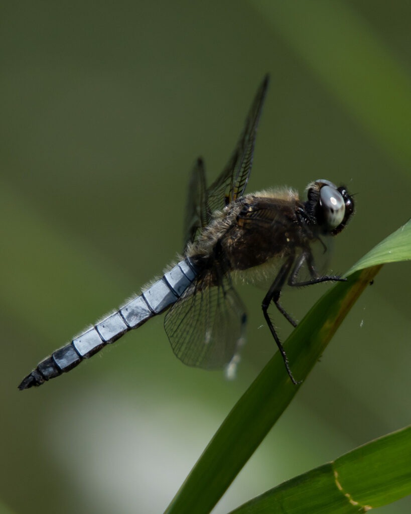 germany-19-819×1024