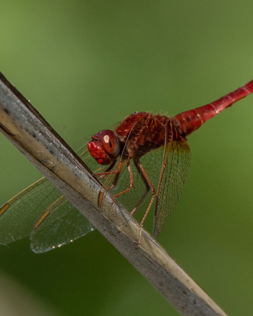 germany-22-819×1024