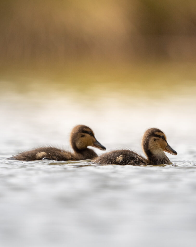 germany-23-814×1024