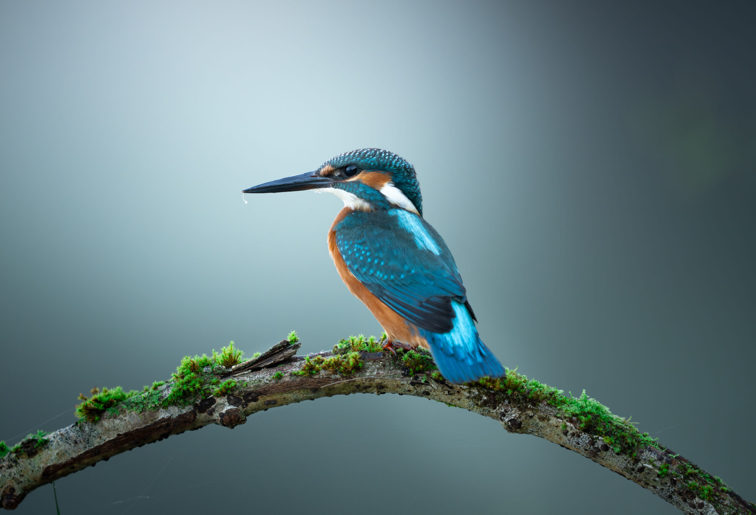 DAX04513-Verbessert-RR