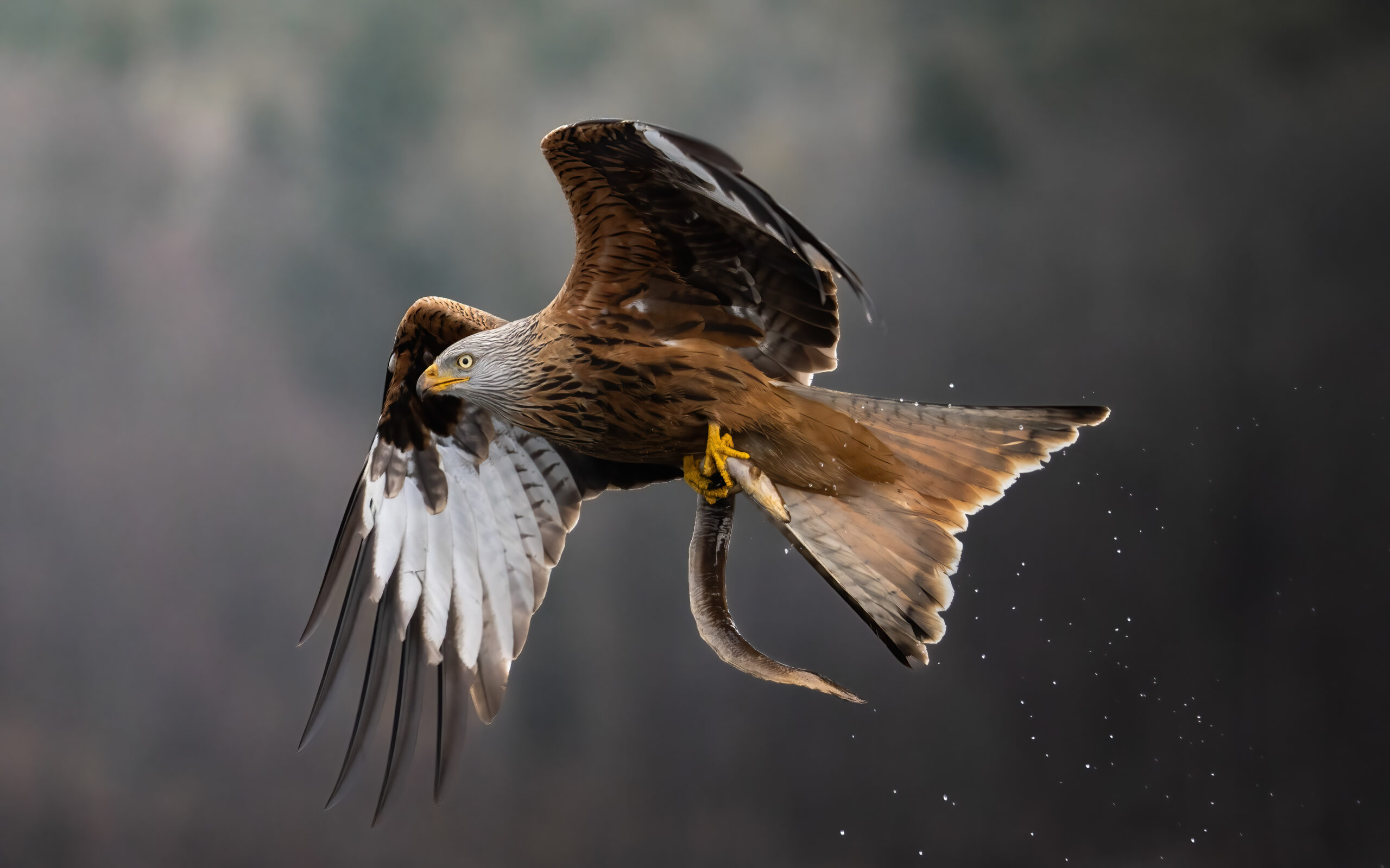 sony x sasan-23-Bearbeitet-2