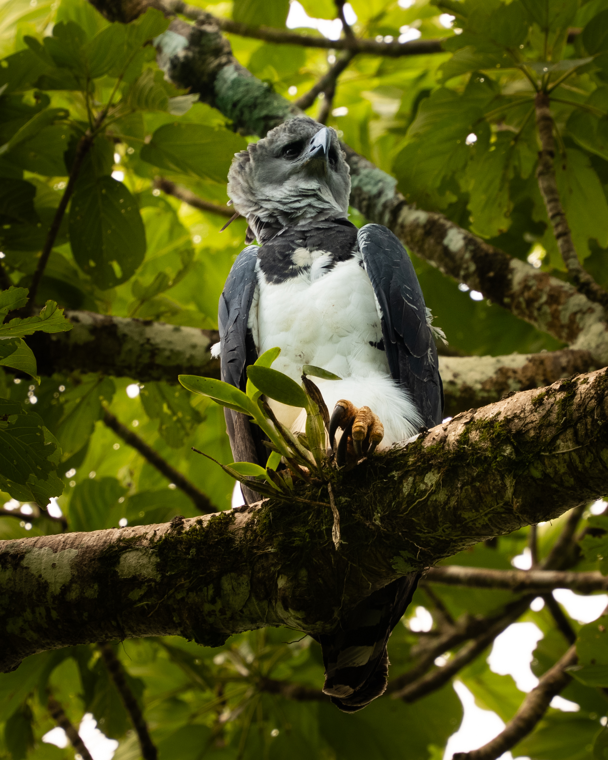 Panama Harpy Eagle