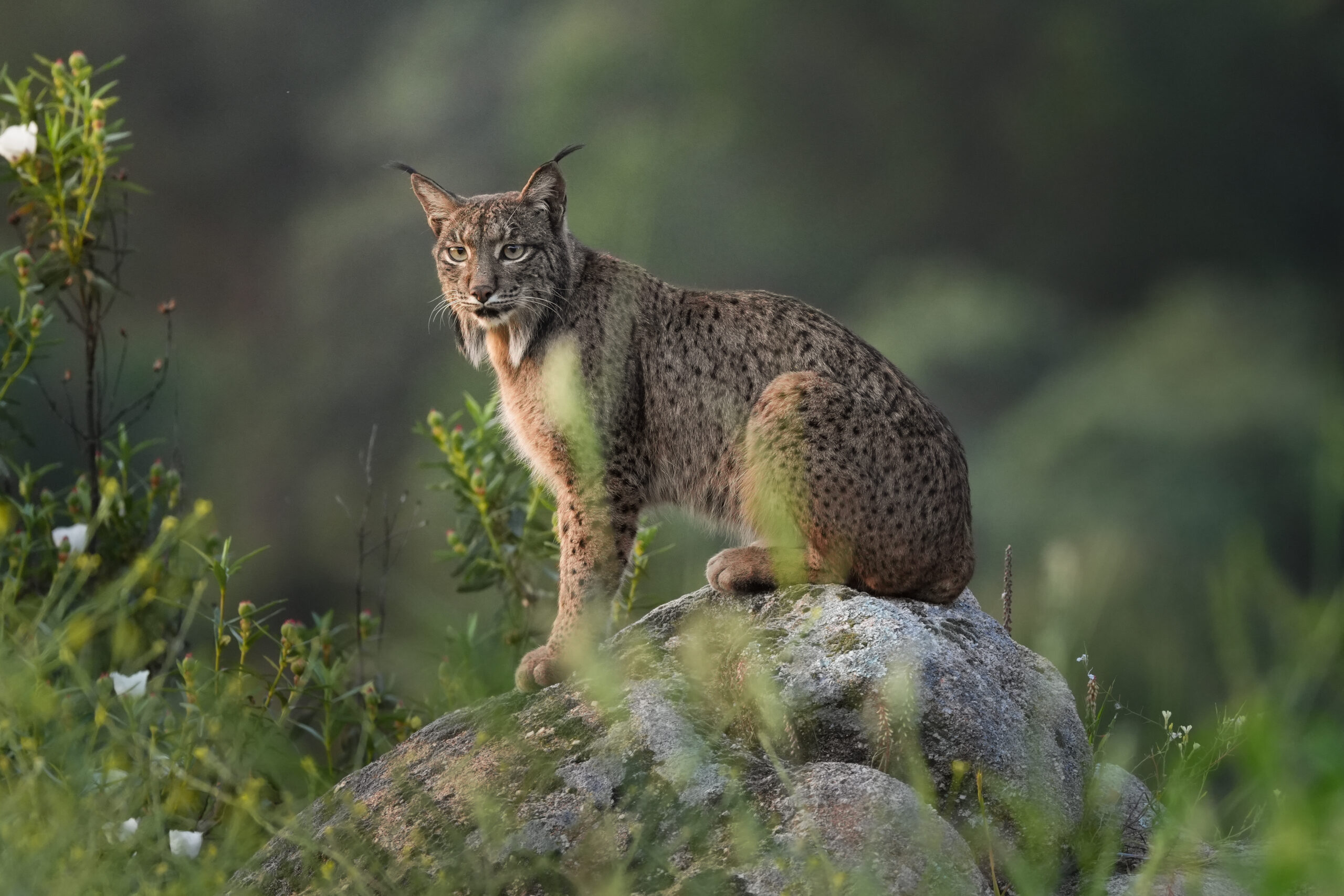 Spain/Lynxes
